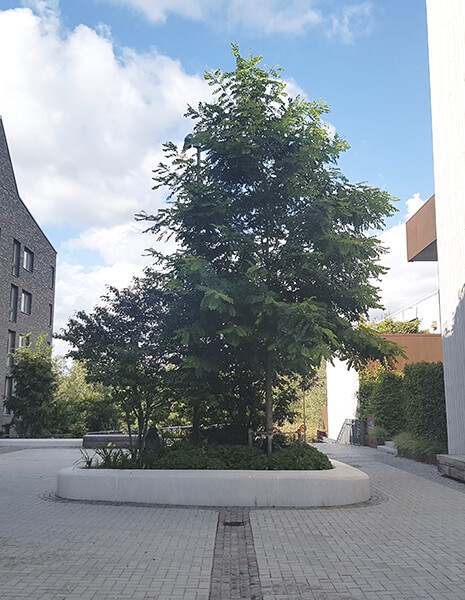 Green, healthy tree within square concrete bed